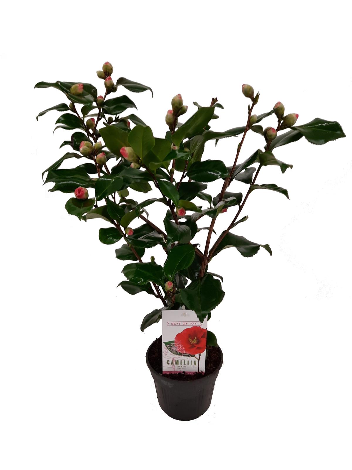 Camellia japonica – Japanische Kamelie | Immergrüne Blühpflanze mit eleganten Blüten – Gesamthöhe 60–80 cm