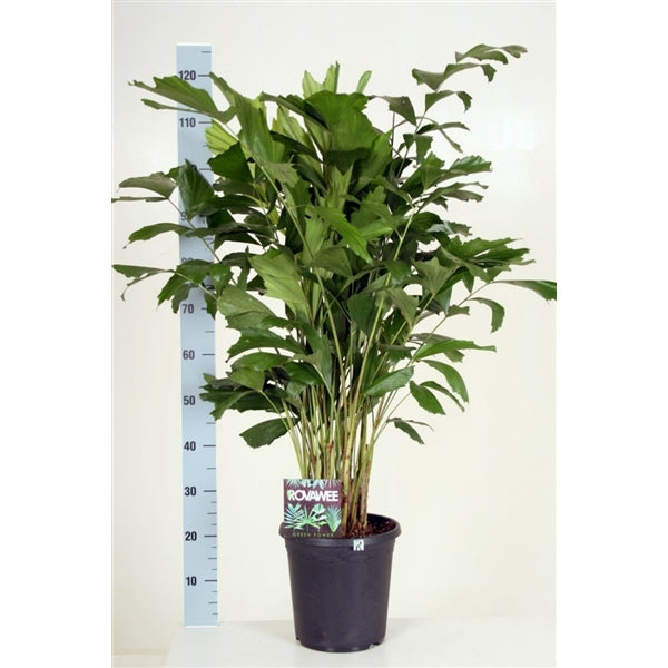 Fischschwanzpalme - Caryota mitis - Brennpalmen - Zimmerpflanze