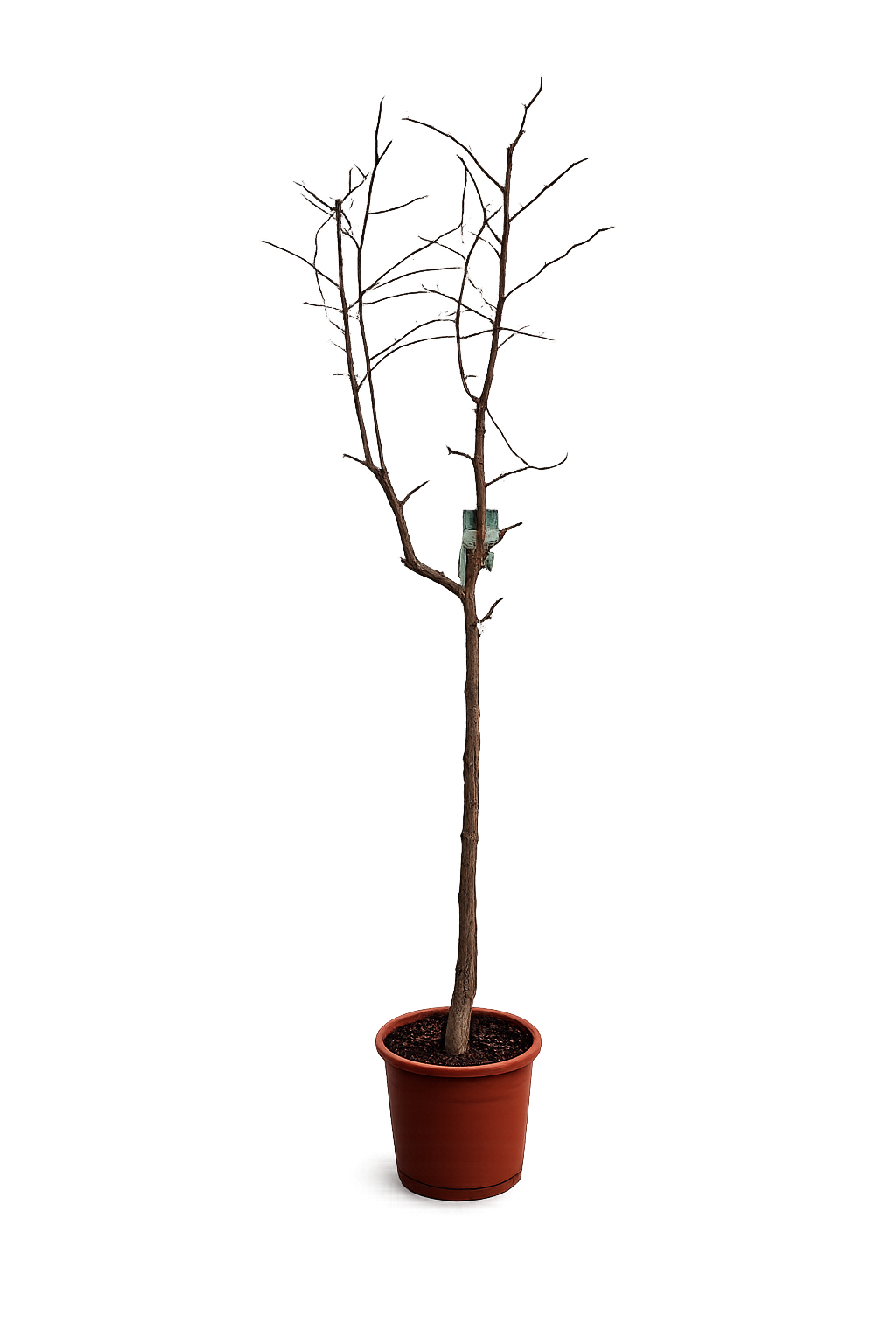 Ziziphus jujuba ca. 200cm - große chinesische Dattel - winterharte Pflanze Rote Dattel - Azufaifa