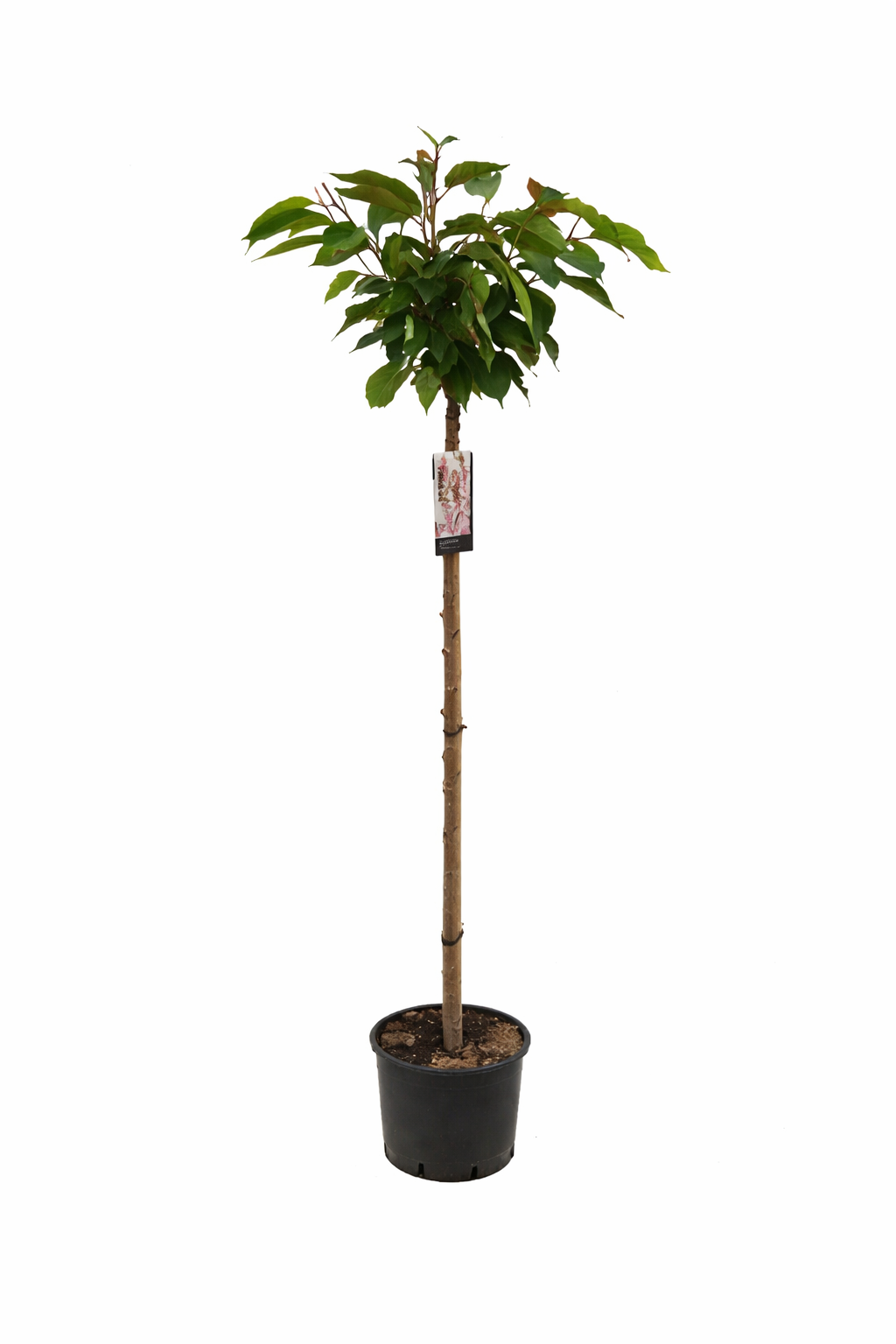 Prunus serrulata 'Kanzan' - japonská třešeň - okrasná třešeň