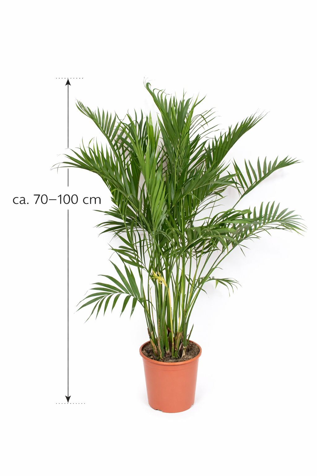Chamaedorea cataractarum – Mexikanische Bergpalme 70-100 cm | Zimmerpflanze, pflegeleicht, luftreinigend