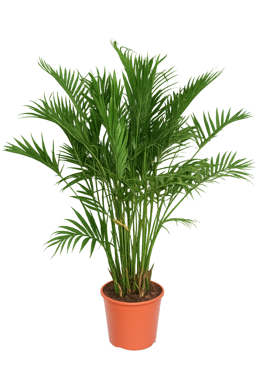 Chamaedorea cataractarum – Mexikanische Bergpalme 120-130 cm | Zimmerpflanze, pflegeleicht, luftreinigend