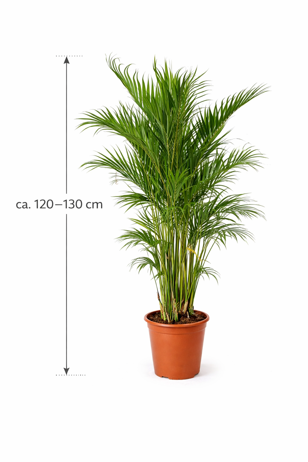 pflege bergpalme zimmerpflanzen Chamaedorea cataractarum – Mexikanische Bergpalme 120-130 cm