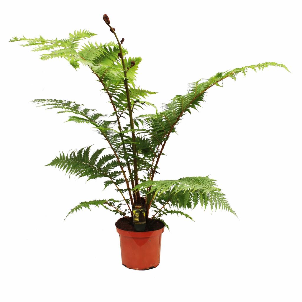 Australischer Baumfarn „Cyathea Australis“ – 80-100 cm hoch inkl. Topf –  Blumen-Senf®