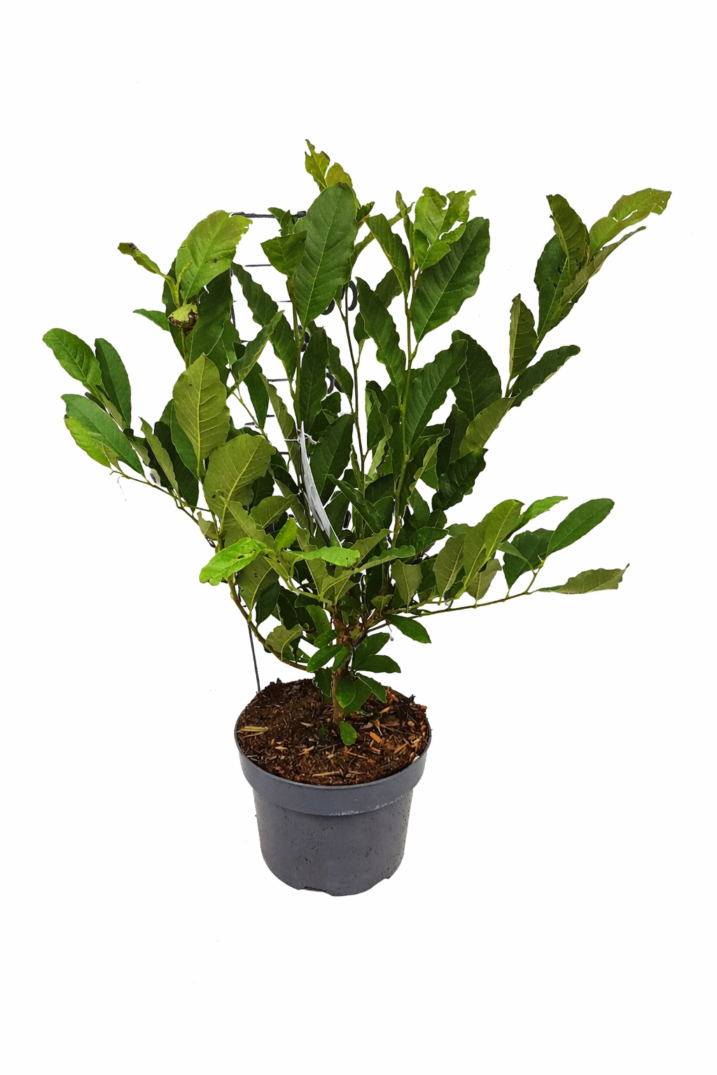 Hvězdicovitý magnólie (Magnolia stellata) – okrasný keř 60-80 cm | Raně kvetoucí magnólie s hvězdicovými květy