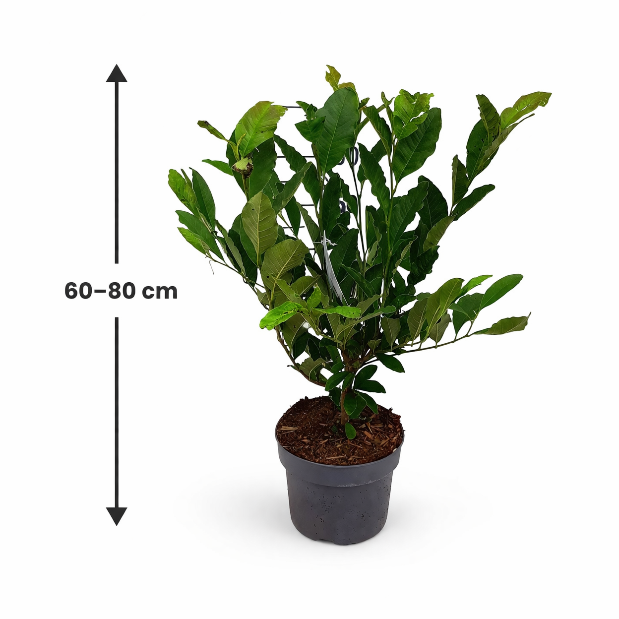 Hvězdicovitý magnólie (Magnolia stellata) – okrasný keř 60-80 cm | Raně kvetoucí magnólie s hvězdicovými květy