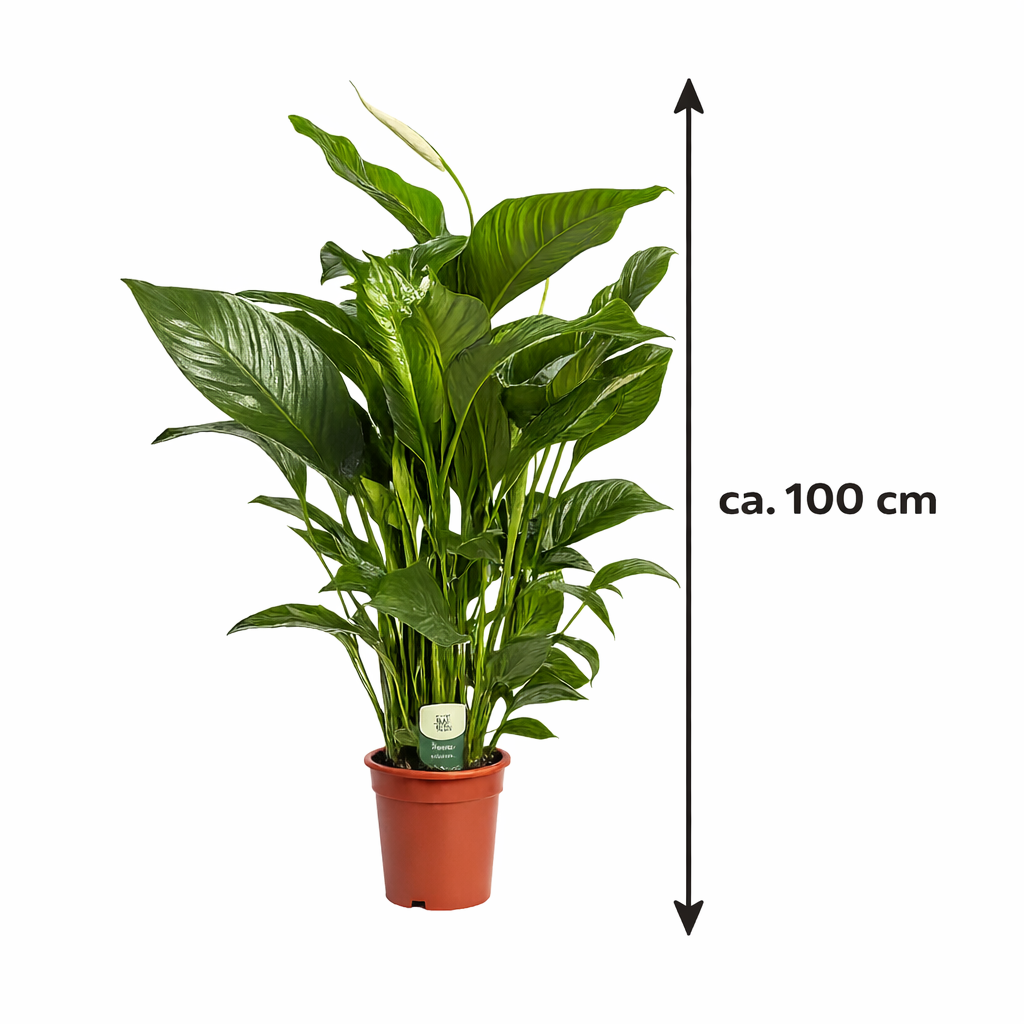 Spathiphyllum 'Sweet Lauretta' Einblatt  ca. 100 cm  Pflegeleichte, luftreinigende Zimmerpflanze für gesundes Raumklima