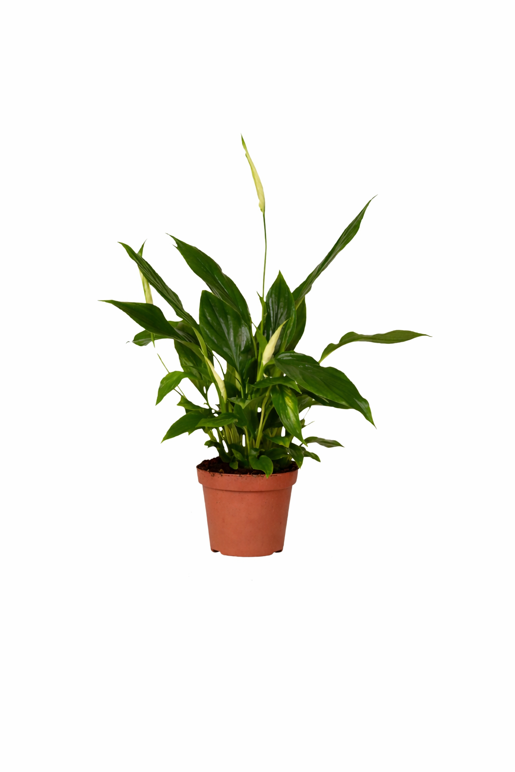 Spathiphyllum ‚Chopin‘ 30 cm – Einblatt / Friedenslilie – Scheidenblatt Zimmerpflanze luftreinigend & pflegeleicht
