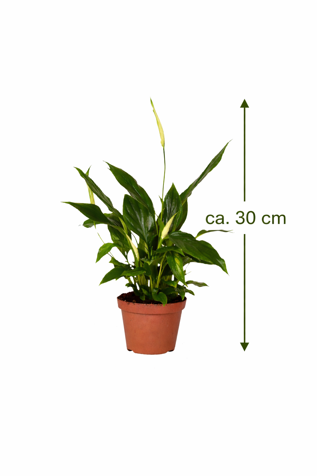 Spathiphyllum ‚Chopin‘ 30 cm – Einblatt / Friedenslilie – Scheidenblatt Zimmerpflanze luftreinigend & pflegeleicht