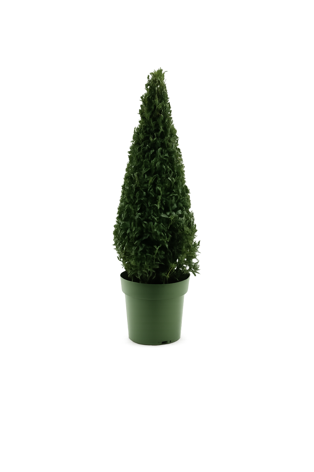Buchsbaum Pyramide 80–90 cm – Echter Buchsbaum Kegel (Buxus sempervirens) – Formgehölz im Topf für Garten, Terrasse & Eingang