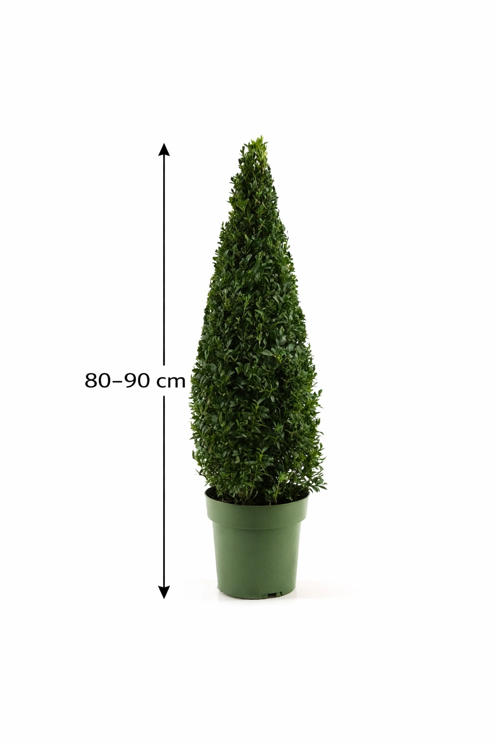 Buchsbaum Pyramide 80–90 cm – Echter Buchsbaum Kegel (Buxus sempervirens) – Formgehölz im Topf für Garten, Terrasse & Eingang