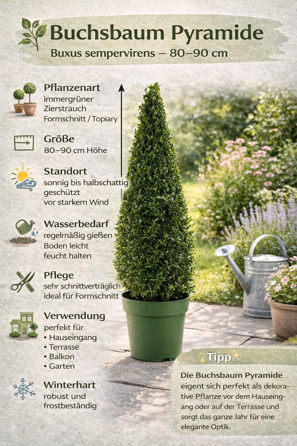 Buchsbaum Pyramide 80–90 cm – Echter Buchsbaum Kegel (Buxus sempervirens) – Formgehölz im Topf für Garten, Terrasse & Eingang