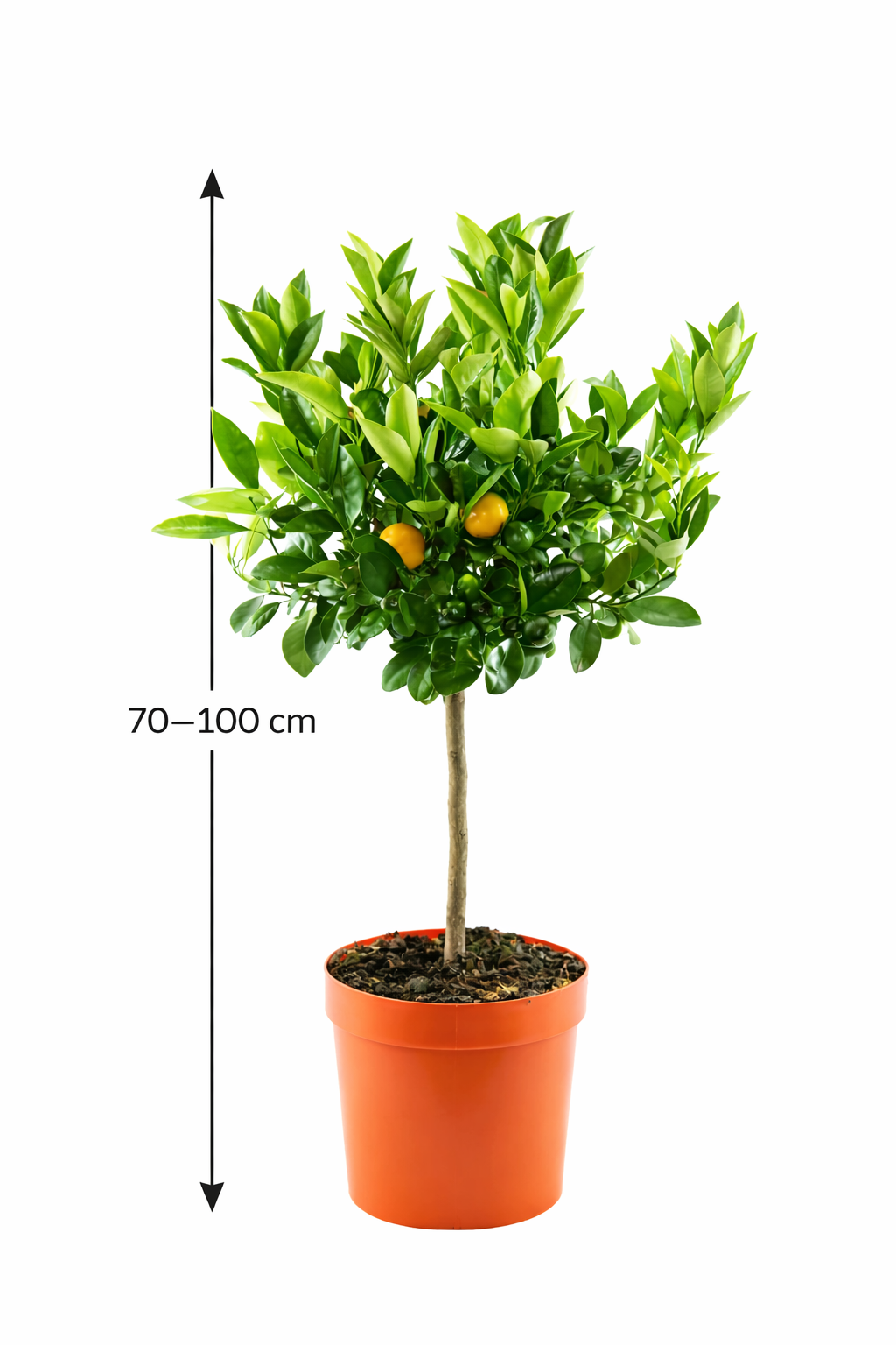 Calamondinorange (Zwergorange) 80–100 cm – Citrofortunella microcarpa / Citrus calamondin – Zimmerzitrus, Zierorange, Citrus-Pflanze