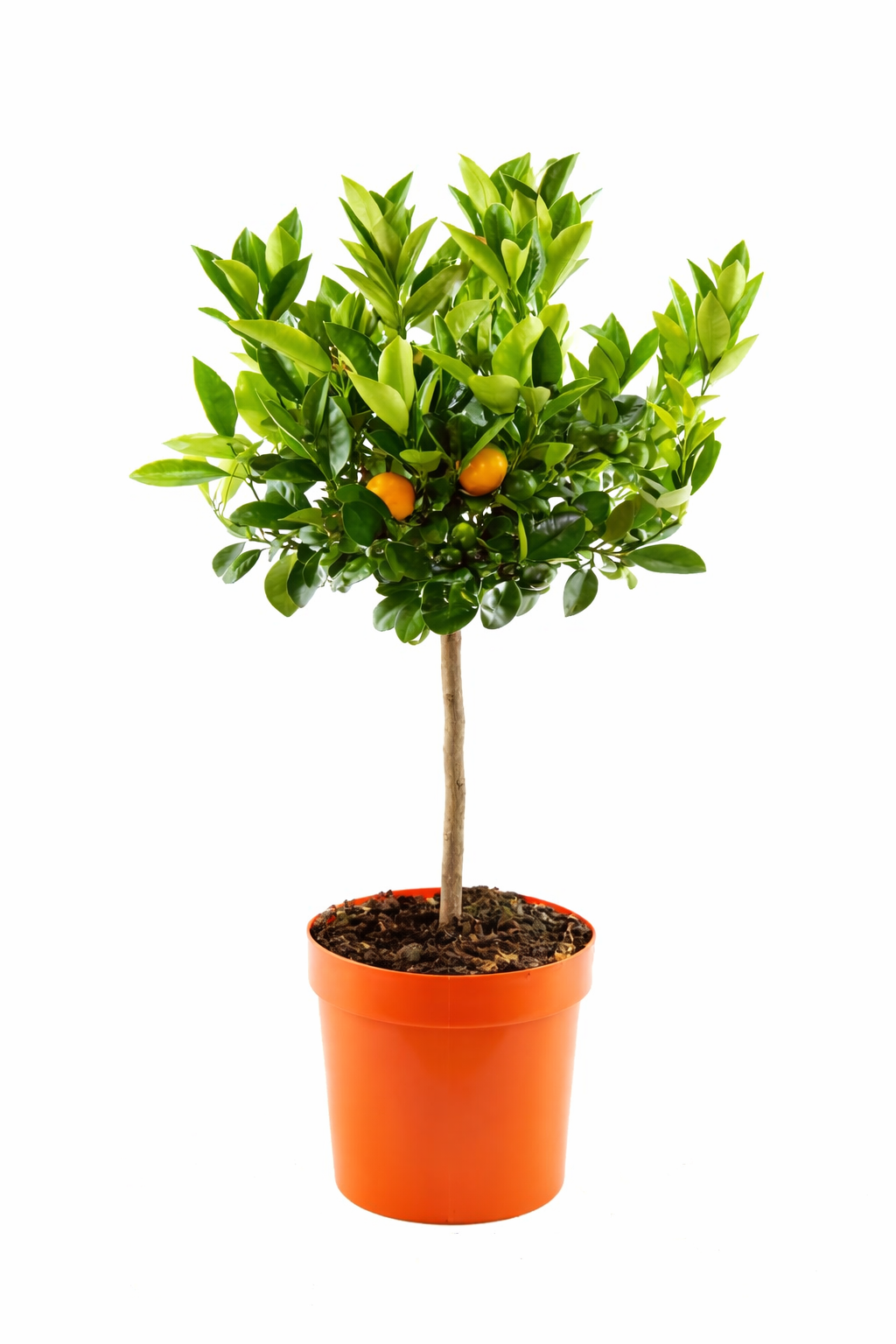 Calamondinorange (Zwergorange) 80–100 cm – Citrofortunella microcarpa / Citrus calamondin – Zimmerzitrus, Zierorange, Citrus-Pflanze