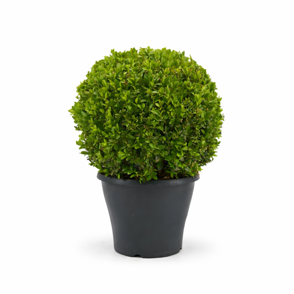 Buchsbaum-Kugel Ø ca. 35 cm – Immergrüner Buxus sempervirens für Garten & Deko