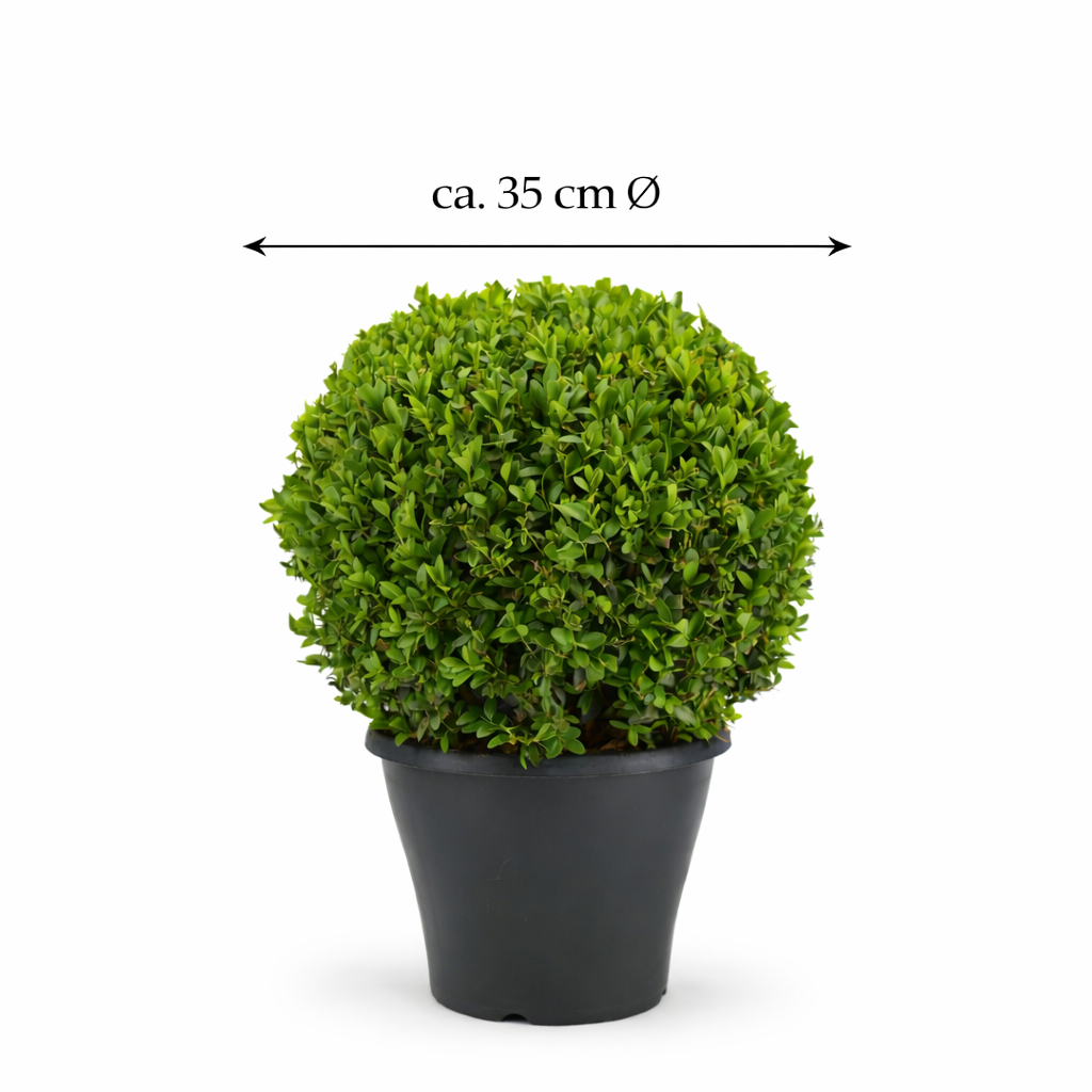Buchsbaum-Kugel Ø ca. 35 cm – Immergrüner Buxus sempervirens für Garte – Blumen-Senf®