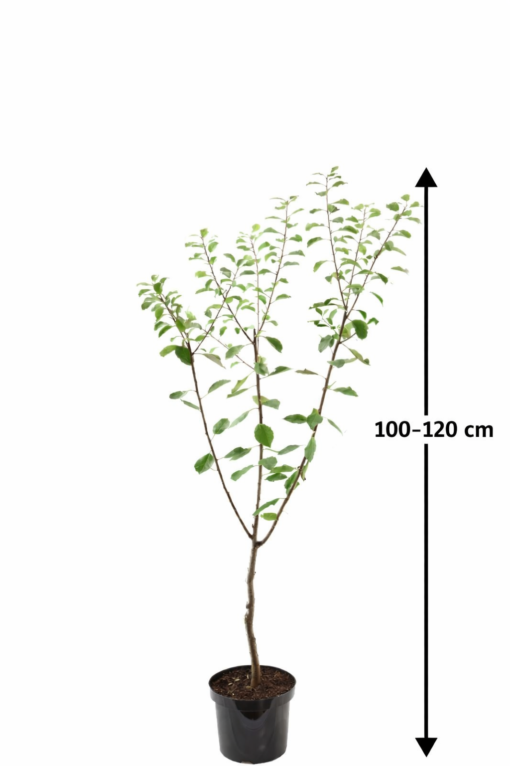 Švestka 'Opal' samoopylující Prunus dom. 'Opál'