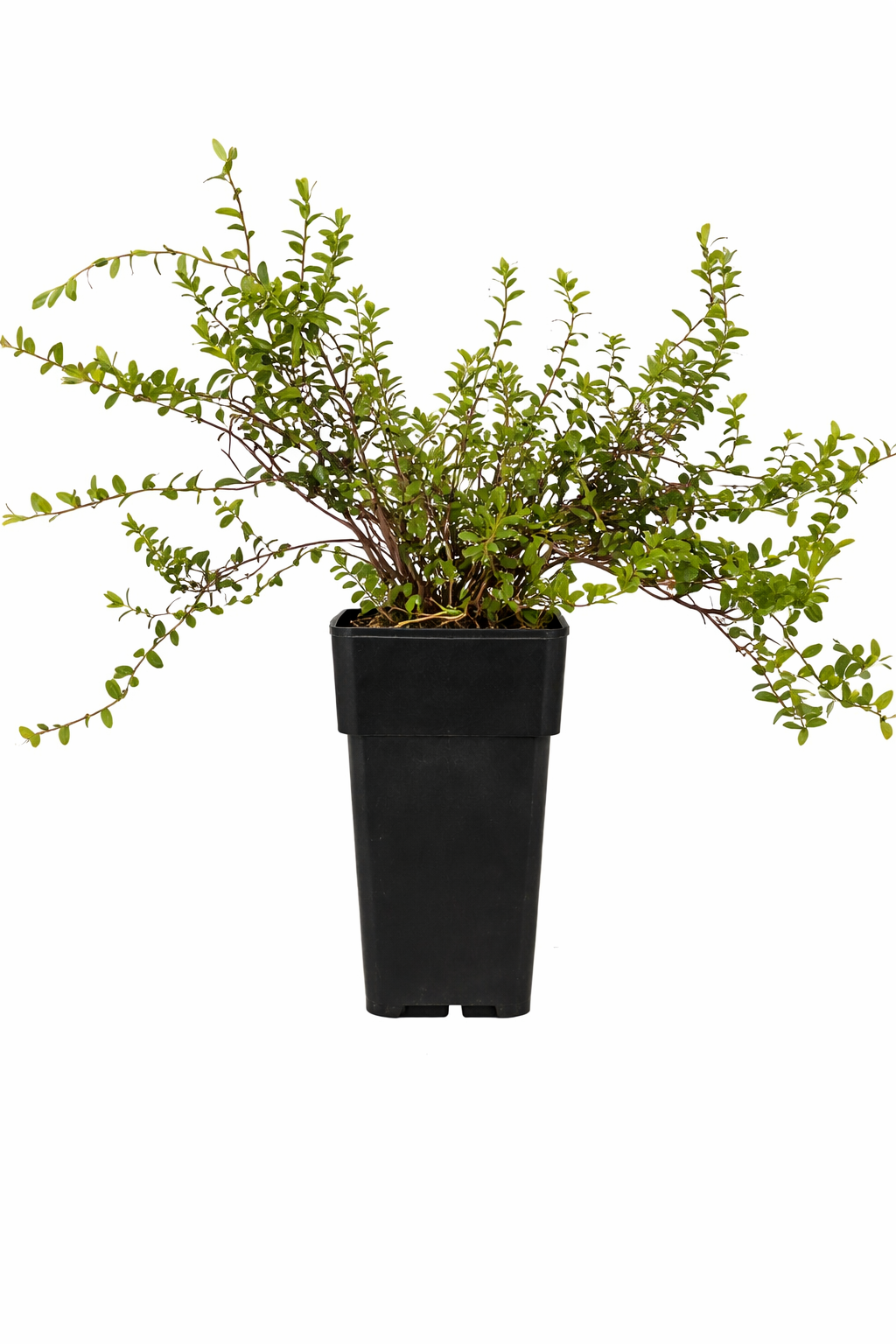 Velkoplodá brusinka Vaccinium macrocarpon Early Black: Chuť podzimu ve vaší zahradě