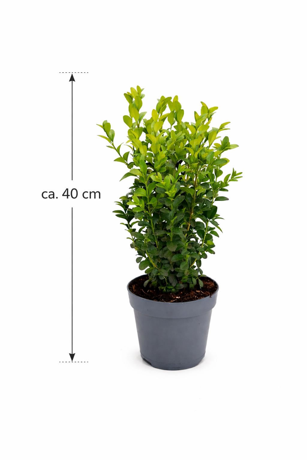 Buchsbaum ca. 40 cm Strauch – Buxus sempervirens – immergrüner Buchsba