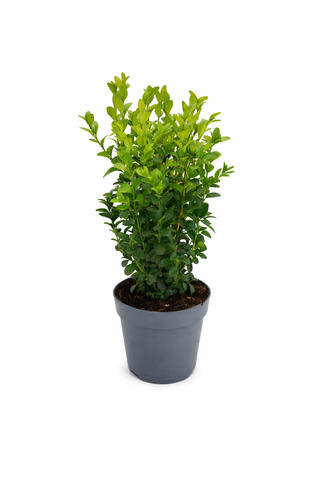 Buchsbaum ca. 40 cm Strauch – Buxus sempervirens – immergrüner Buchsbaum für Garten, Hecke & Kübel