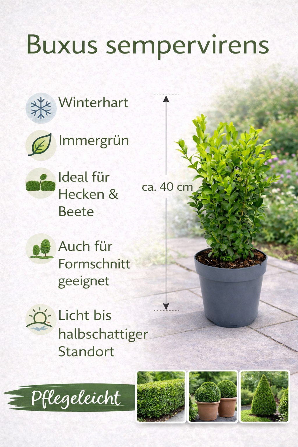 Buchsbaum ca. 40 cm Strauch – Buxus sempervirens – immergrüner Buchsbaum für Garten, Hecke & Kübel
