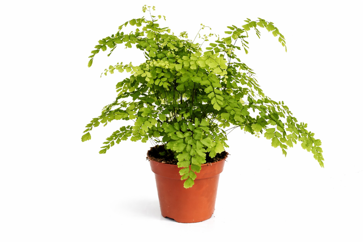 Adiantum raddianum Fragrans Frauenhaarfarn  Venushaar Zimmerpflanze