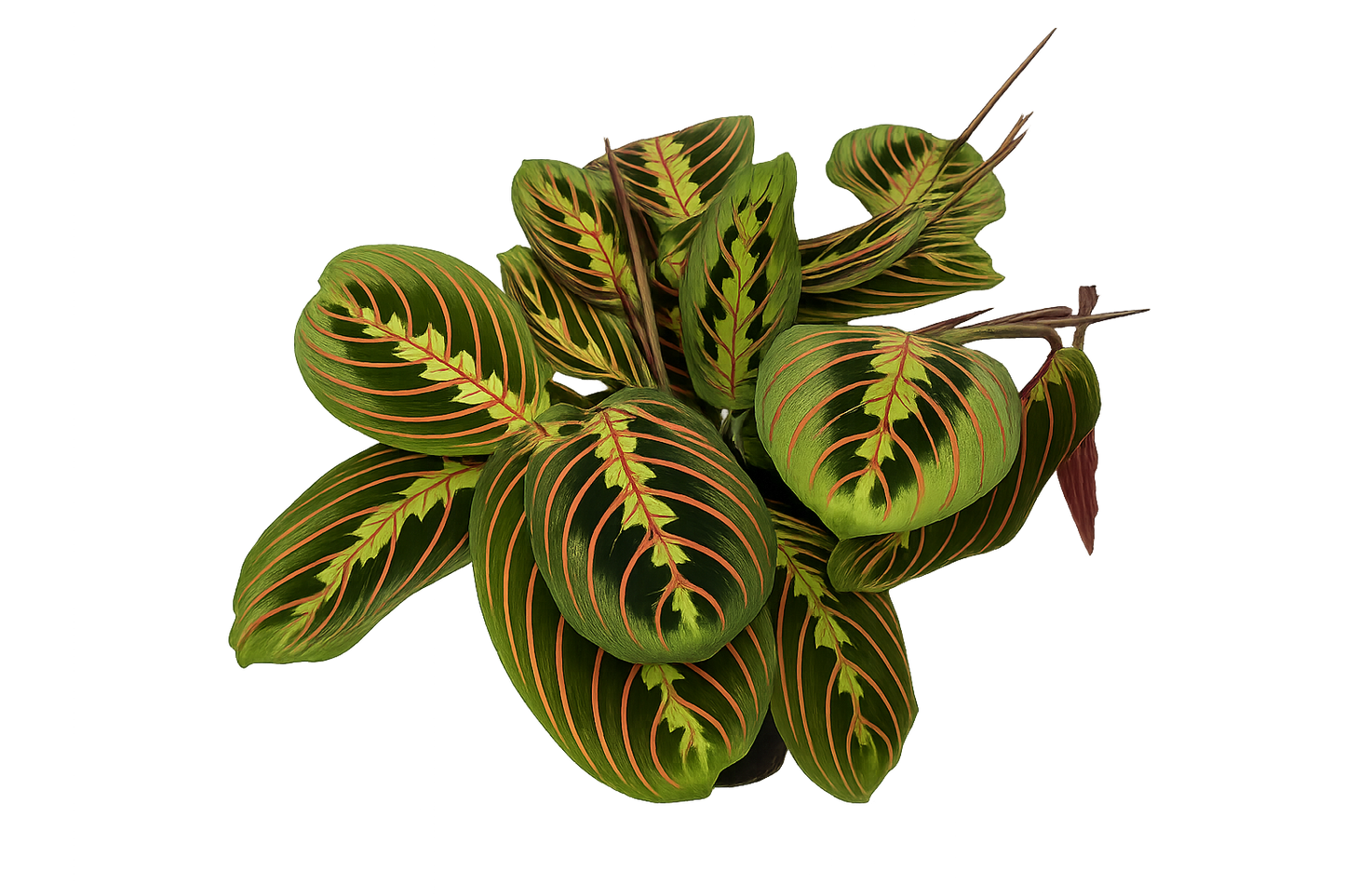 Maranta leuconeura fascinator tricolor koš marante - marante - marante pokoj