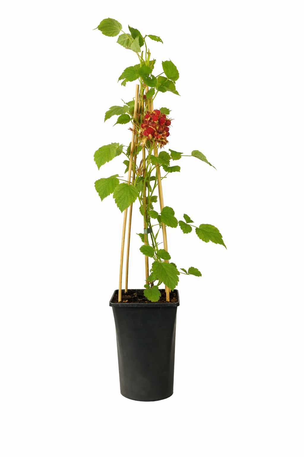 Japonský vinný bobule - Rubus Phoenicolasius