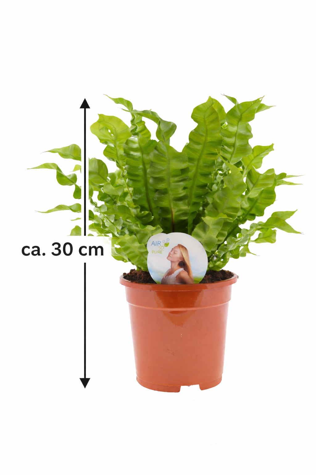 Asplenium nidus Crispy Wave ca 30 cm Nestfarn Zimmerpflanze Farn Grünpflanze pflegeleicht