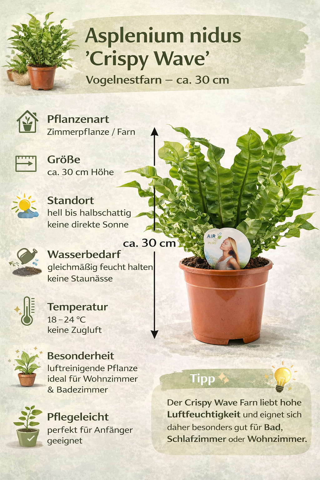 Asplenium nidus Crispy Wave ca 30 cm Nestfarn Zimmerpflanze Farn Grünpflanze pflegeleicht