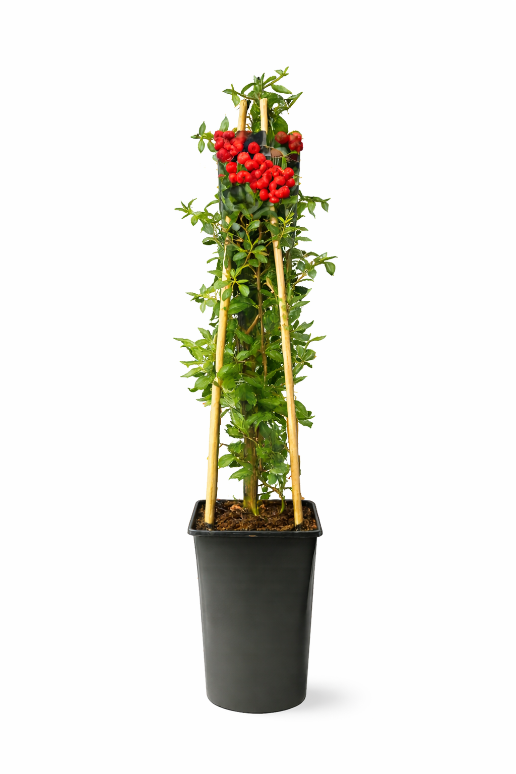 Feuerdorn Red Column 50–70 cm – Pyracantha coccinea Red Column immergrüner Zierstrauch Heckenpflanze mit roten Beeren winterhart