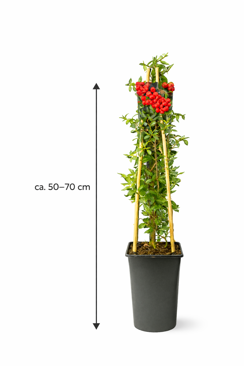 Feuerdorn Red Column 50–70 cm – Pyracantha coccinea Red Column immergrüner Zierstrauch Heckenpflanze mit roten Beeren winterhart