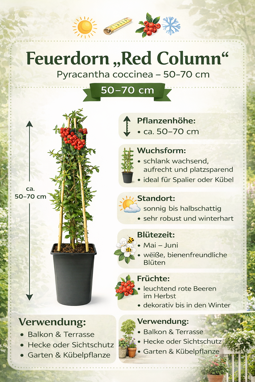 Feuerdorn Red Column 50–70 cm – Pyracantha coccinea Red Column immergrüner Zierstrauch Heckenpflanze mit roten Beeren winterhart