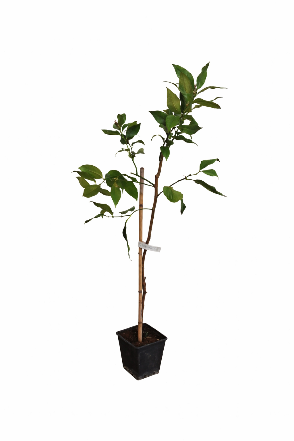 Citrus limon Femminello Siracusano – Zitronenbaum 120–160 cm, robuste echte  Zitrone, mediterrane Kübelpflanze