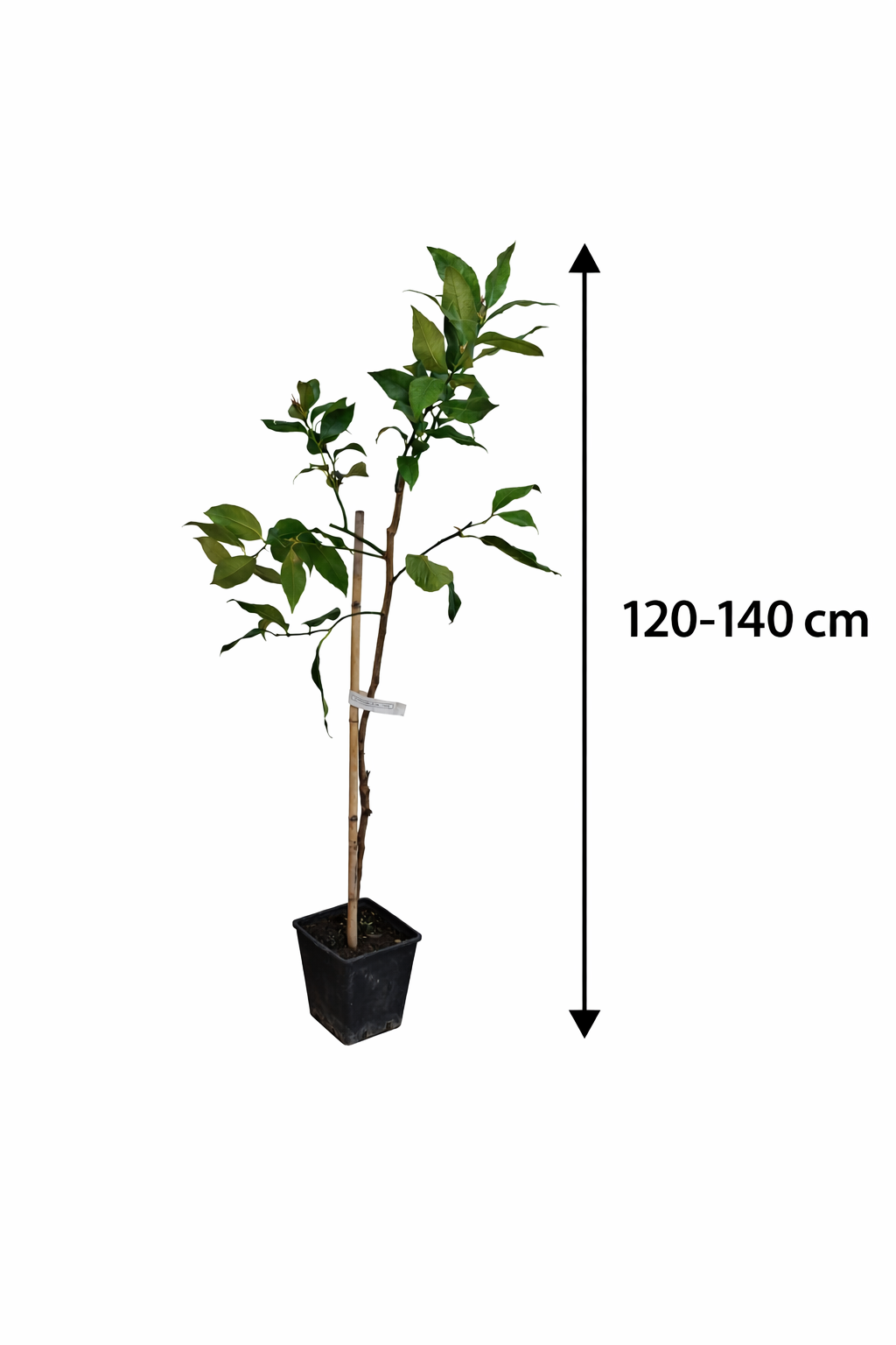 Citrus limon Femminello Siracusano – Zitronenbaum 120–160 cm, robuste echte Zitrone, mediterrane Kübelpflanze