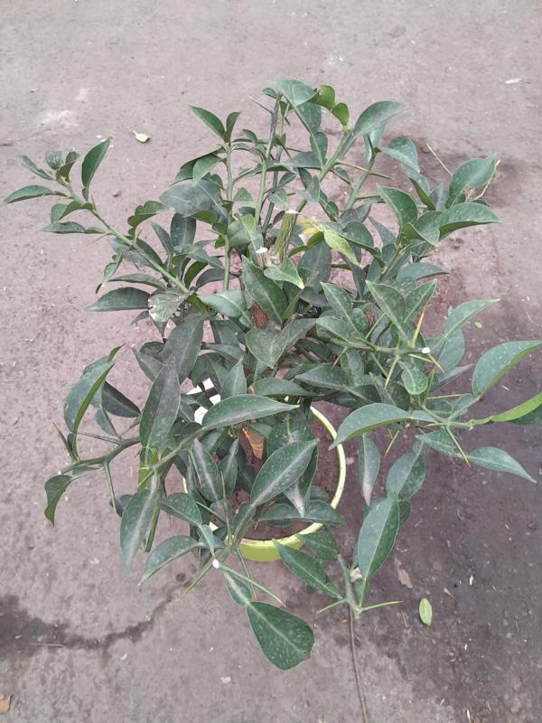 Citrus junos Yuzu ca. 50 cm - Exotische Zitrusfrucht für Garten und Balkon - frosthart bis -12°C
