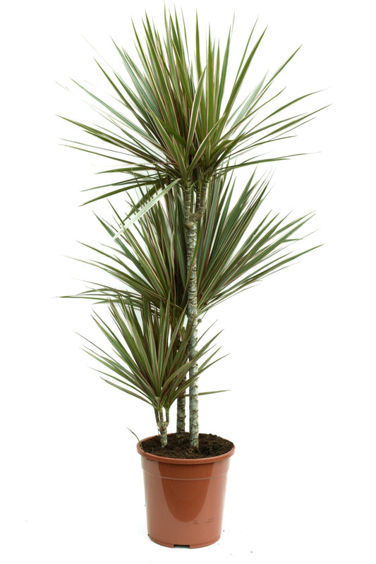Dracaena bicolor – elegantní dračí strom se 3 kmeny (120-140 cm) | Pokojová rostlina pro zdravý vnitřní vzduch
