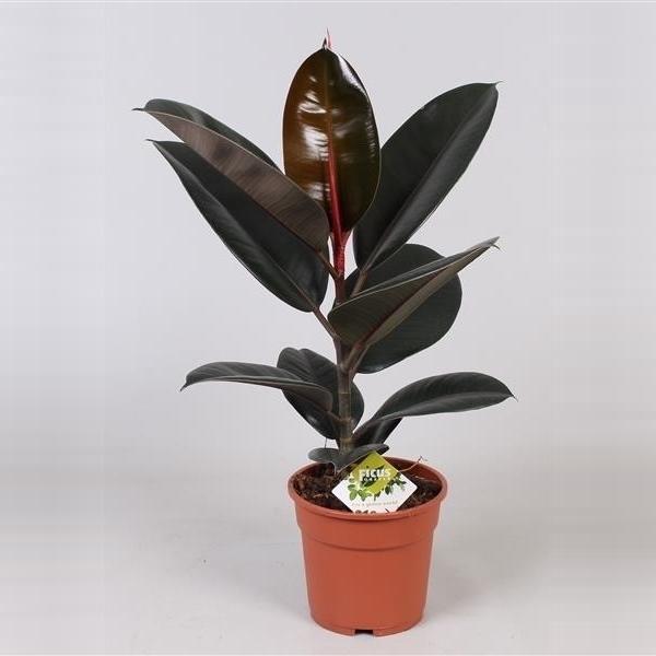 Gummibaum Ficus elastica Abidjan Zimmerpflanze Grünpflanze pflegeleicht