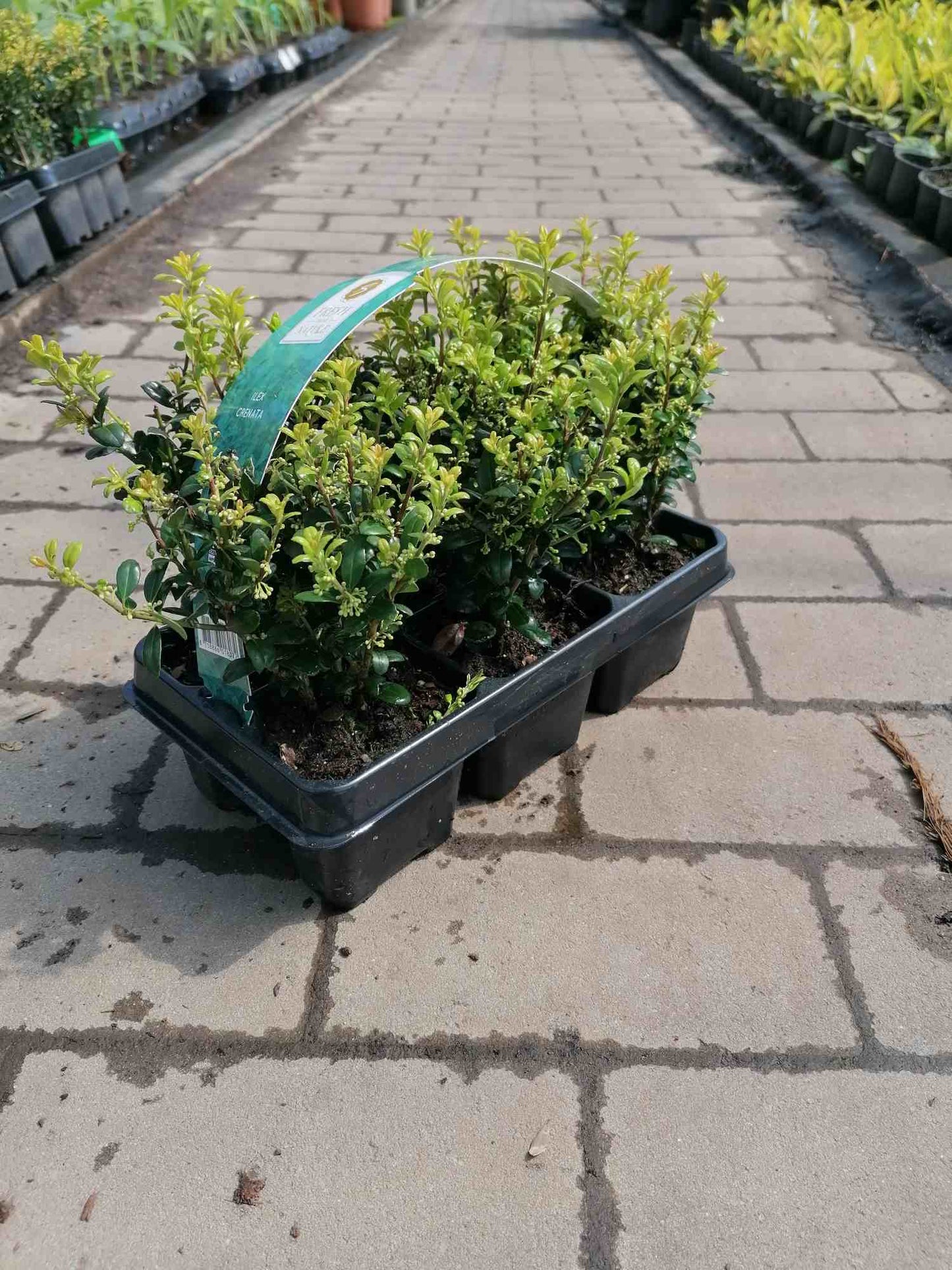 Ilex - Stechpalme Heckenpflanzen - Idealer Buchsbaum-Ersatz