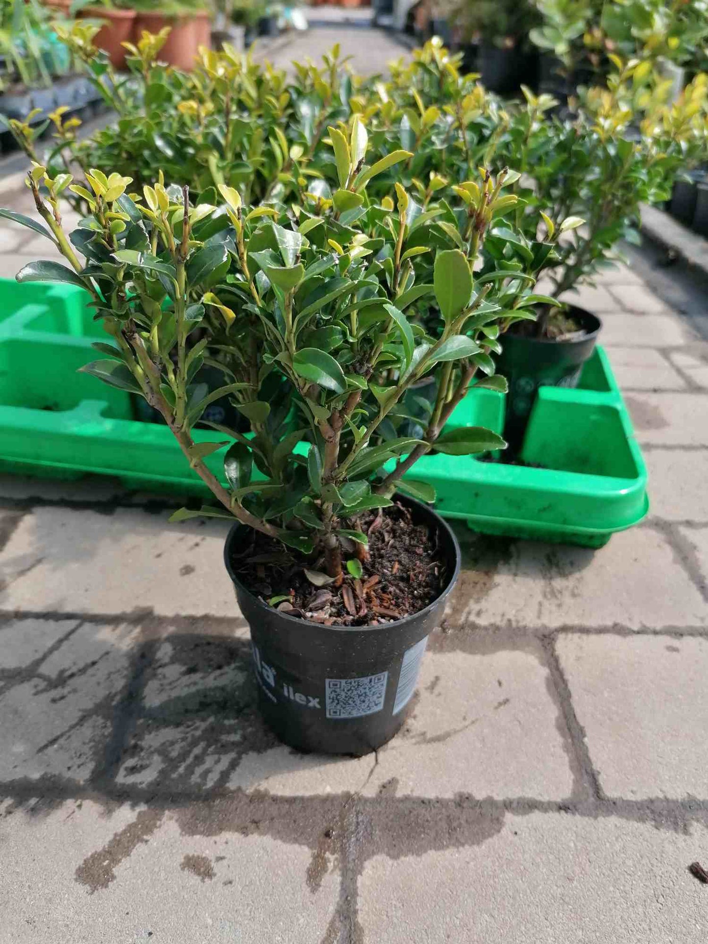 Ilex - Stechpalme Heckenpflanzen - Idealer Buchsbaum-Ersatz