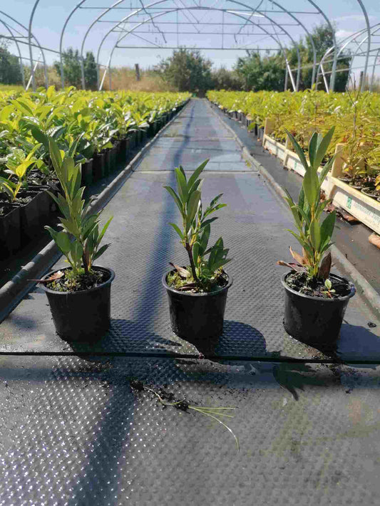 Prunus laurocerasus 'Otto Luyken' – Stálezelený poutač pohledů, 20–30 cm, do každé zahrady