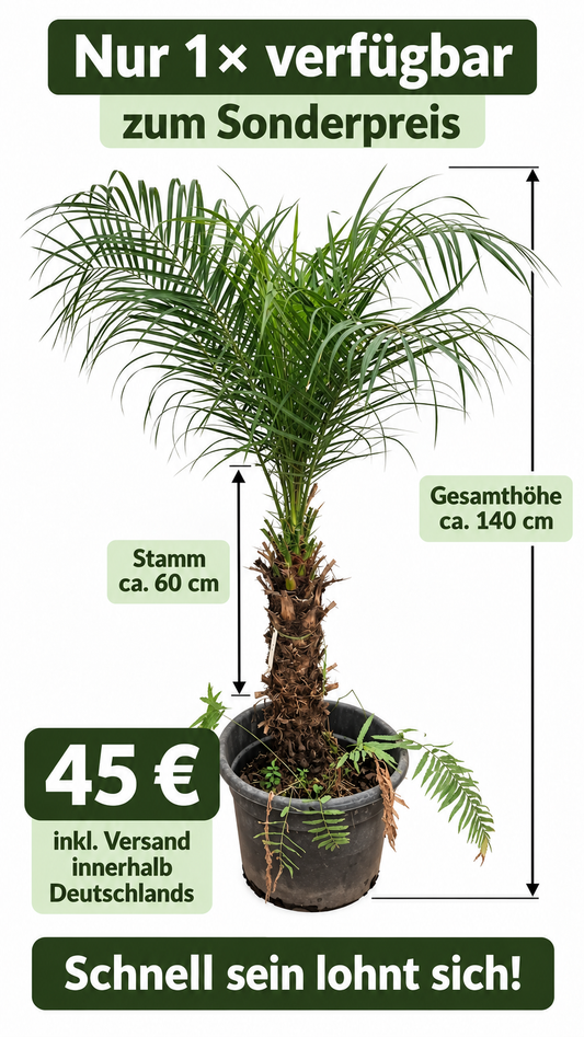 Angebot Phoenix Roebelenii #2