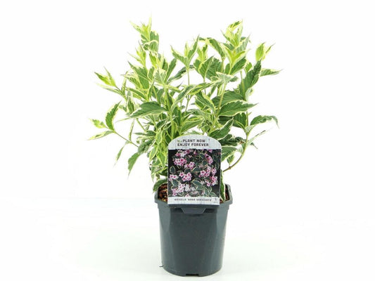 Weigelie (Weigela florida) – Blühstrauch 40–60 cm im Topf | Zierstrauch für Garten & Hecke