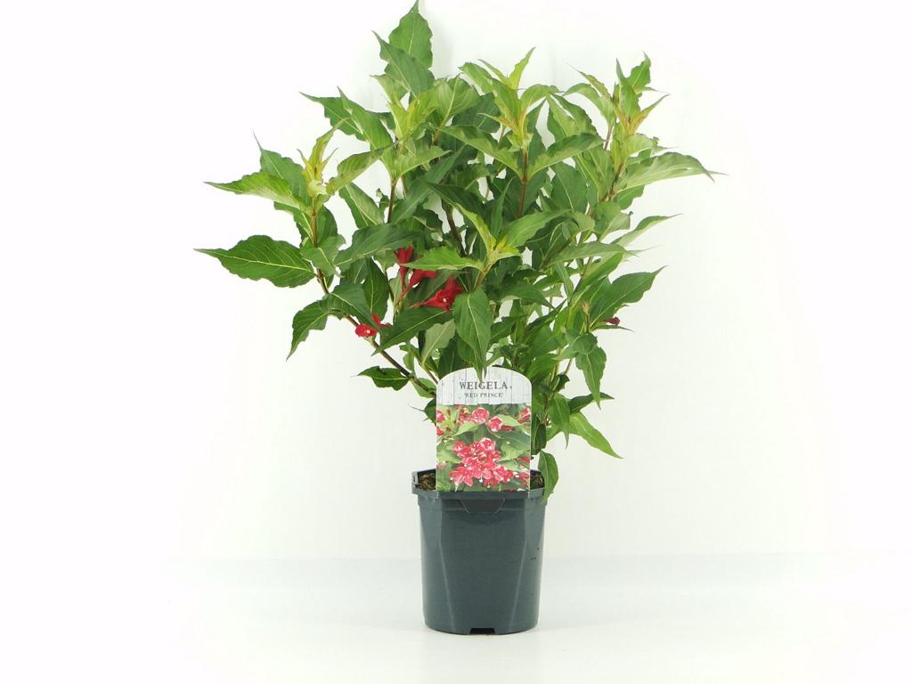 Weigelie (Weigela florida) – Blühstrauch 40–60 cm im Topf | Zierstrauch für Garten & Hecke