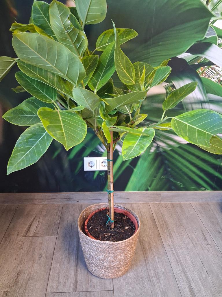 Ficus elastica variegata „Altissima“ – Gummibaum Stämmchen 80–100 cm | Exklusive Zimmerpflanze mit dekorativen panaschierten Blättern