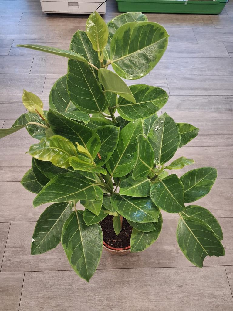 Ficus elastica variegata „Altissima“ – Gummibaum Stämmchen 80–100 cm | Exklusive Zimmerpflanze mit dekorativen panaschierten Blättern