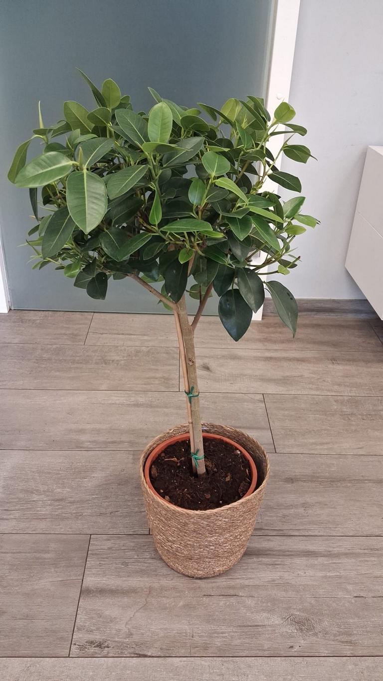 Ficus rubiginosa ‘Australis’ – Australischer Feigenbaum | Zimmerpflanze / Kübelpflanze, Stämmchen ca. 80–100 cm inkl. Topf