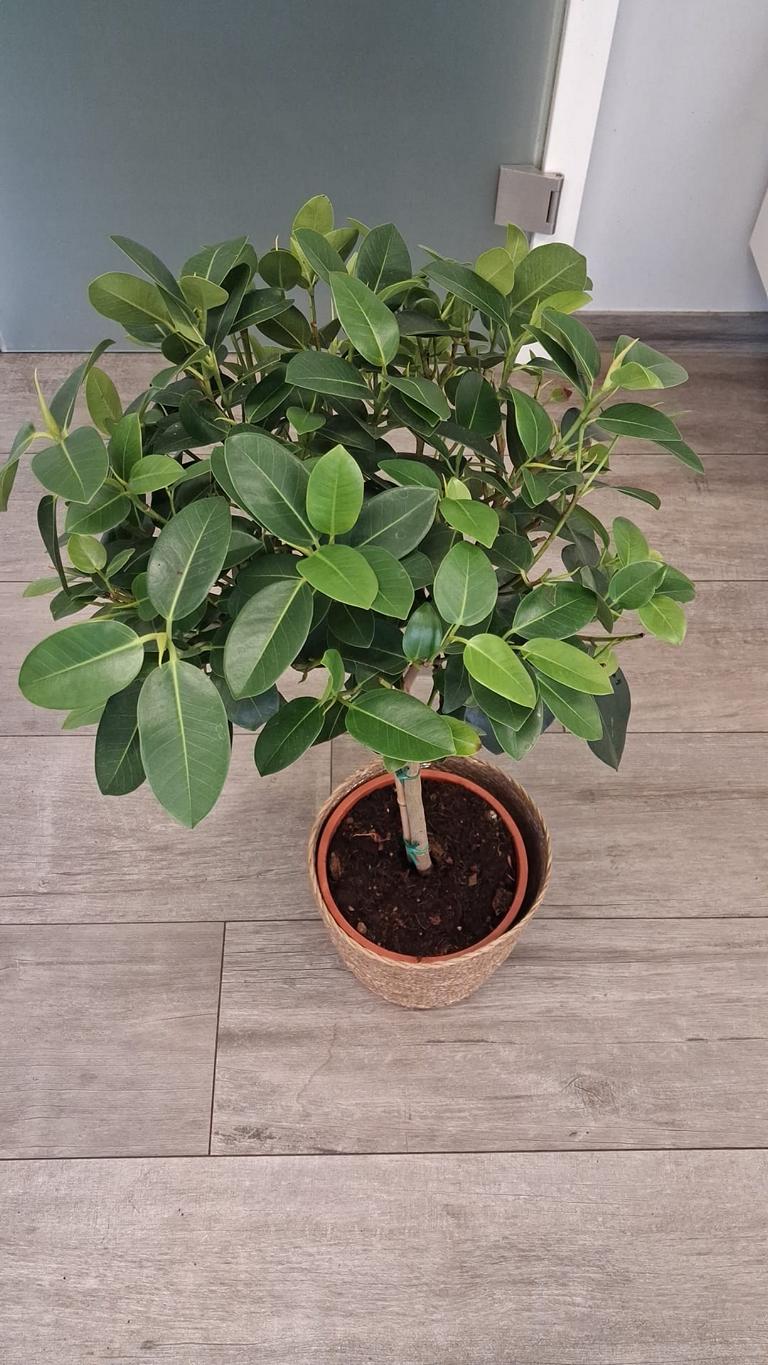 Ficus rubiginosa ‘Australis’ – Australischer Feigenbaum | Zimmerpflanze / Kübelpflanze, Stämmchen ca. 80–100 cm inkl. Topf