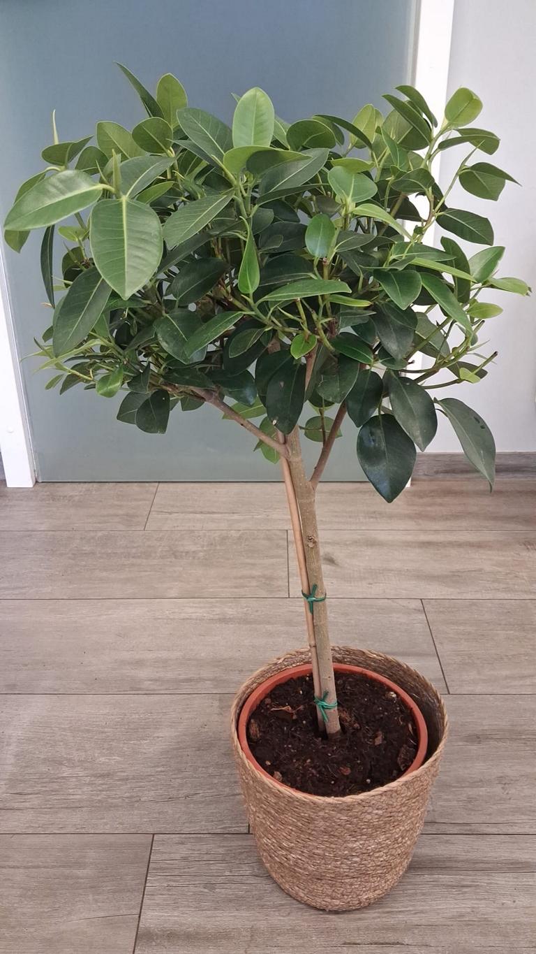 Ficus rubiginosa ‘Australis’ – Australischer Feigenbaum | Zimmerpflanze / Kübelpflanze, Stämmchen ca. 80–100 cm inkl. Topf