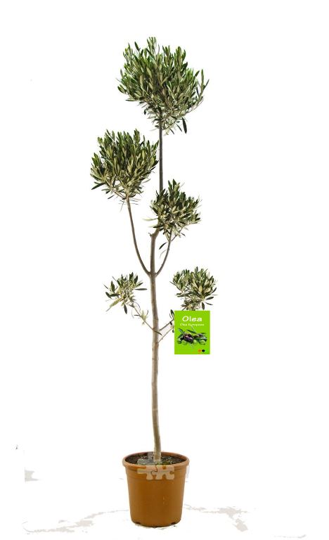 Olivenbaum - Olea Europea winterhart